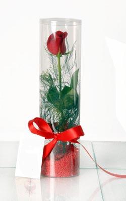 Kutu içinde 1 adet kırmızı gül Ankara çiçek satışı site ürünümüz 